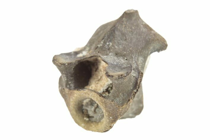 Permian Reptile Fossil Vertebra - Oklahoma #261398